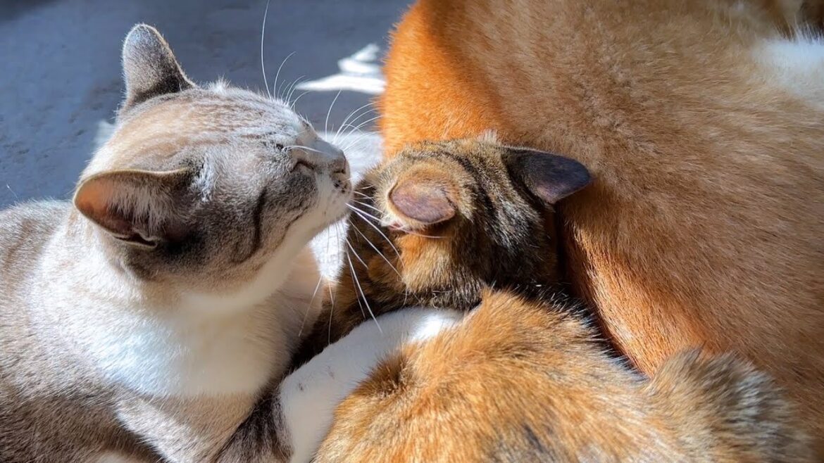 柴犬の周りに集まる猫たちが一緒に寝てると思ったら突然… 柴犬の周りに集まる猫たちが一緒に寝てると思ったら突然…