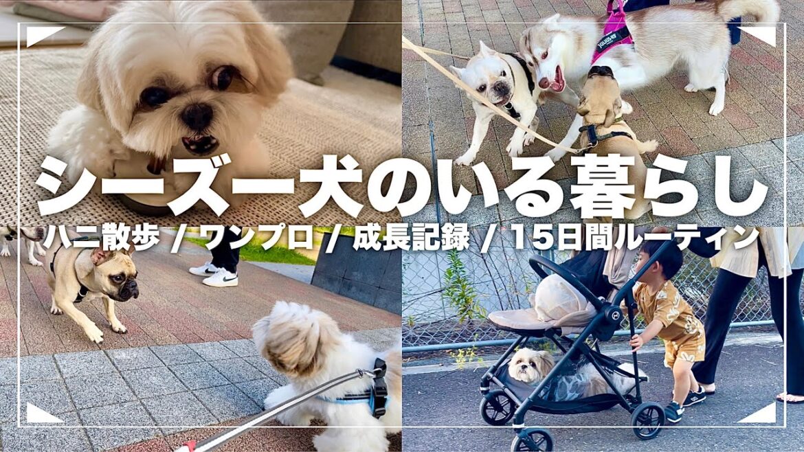 #9-① 【ルーティン】もふもふ可愛いシーズー犬と家族の15日間(2023年9月1日〜9月15日)/ Shih Tzu takes a walk everyday in September. #9-① 【ルーティン】もふもふ可愛いシーズー犬と家族の15日間(2023年9月1日〜9月15日)/ Shih Tzu takes a walk everyday in September.