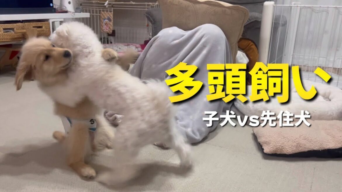【多頭飼い】子犬と先住犬の仲が悪化してきました 【多頭飼い】子犬と先住犬の仲が悪化してきました