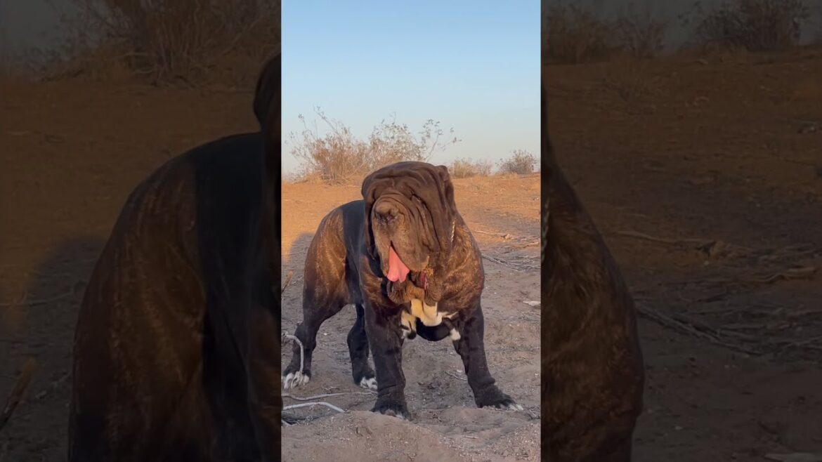 Neapolitan Mastiff Pack at Mastinos Del Manicomio