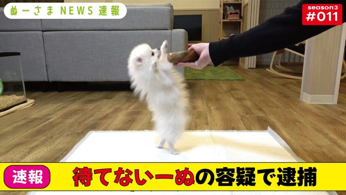 【速報】○○の容疑でポメラニアンを逮捕(とにかく明るいハムスターニュース)