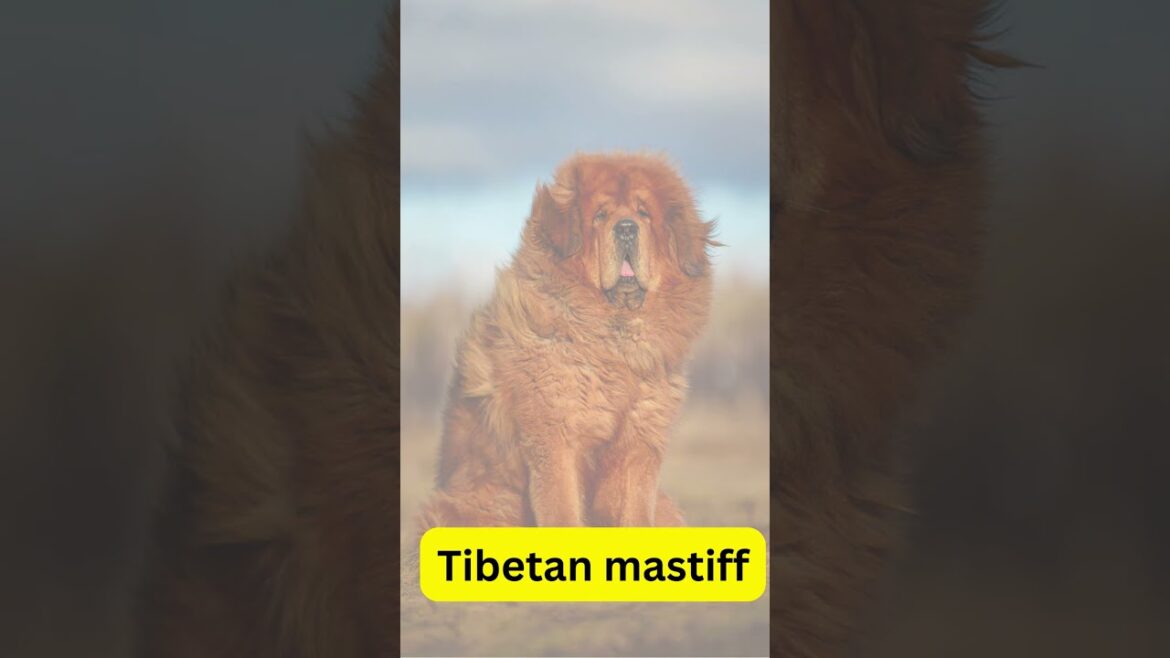 the most expensive dog in the world