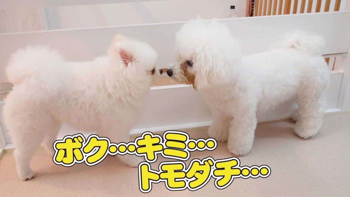 ボク･･･キミ･･･トモダチ･･･　🐶ひみつきちなう！①🐶 ポメラニアン ビションフリーゼ 2022年9月9日
