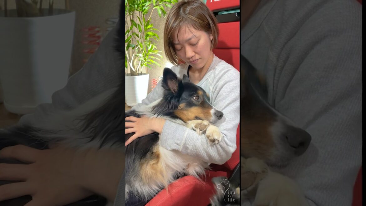 ママの抱っこで寝るオゥシーが可愛い　#オーストラリアンシェパード #dog #ボーダーコリー