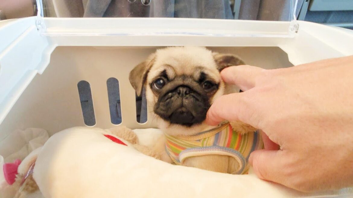 赤ちゃんパグがうちにやってきてからの一年は賑やかであっという間でしたThe year since Pug's arrival has been lively and fleeting.【パグ、pug】