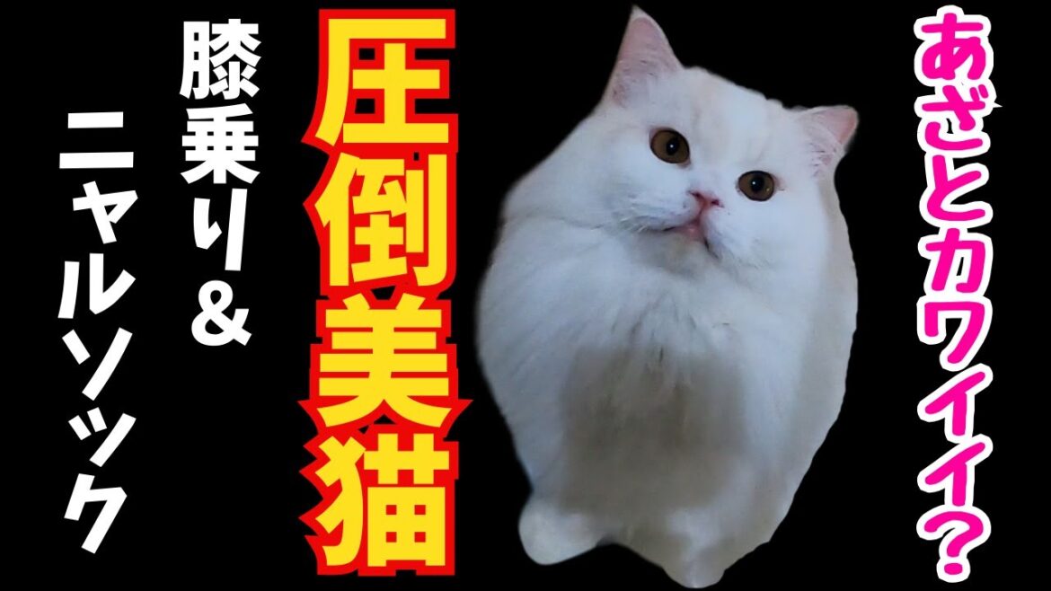 あざと可愛いラガマフィンのニャルソック＆膝乗りにキュン（保護猫カフェ猫の木）十三駅Overwhelmingly beautiful ragamuffin