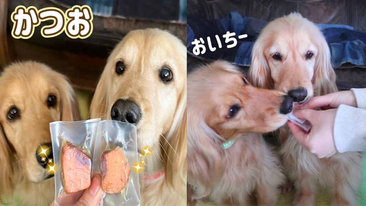 【犬 ASMR 咀嚼音】贅沢おやつ天然本鰹をペロペロ美味しそうに食べる犬の姉妹 【犬 ASMR 咀嚼音】贅沢おやつ天然本鰹をペロペロ美味しそうに食べる犬の姉妹