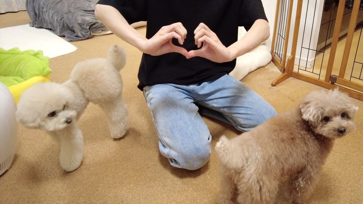 久しぶりの愛犬のトリミングの可愛さに奇行に走るパパさんw 久しぶりの愛犬のトリミングの可愛さに奇行に走るパパさんw