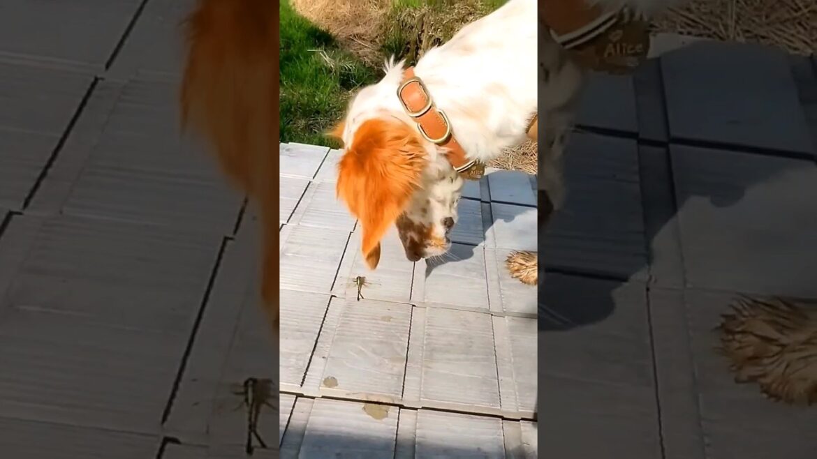 息絶えそうなトンボに命を吹き込むイヌ神様？ジブリのような森の景色  #いぬ #ジブリ #おもしろ犬動画 #犬 #dogs #shorts