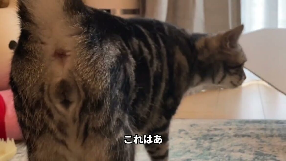 5歳の誕プレをもらったニャ！ 珪藻土マットで全力ゴロンチョ【ねこのマャーちゃん】