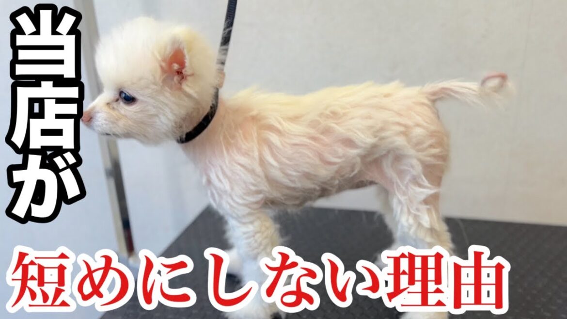 アロぺシアXと闘うポメラニアンのトリミング！？（コロンちゃん）
