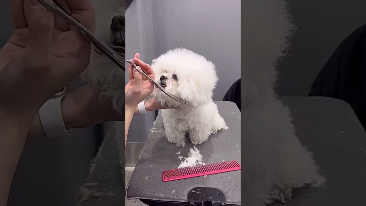 SHIHPOO FACE GROOMING AND BODY CARE 🐾🐩🐶#dog #cutedog #shortsvideo #shorts