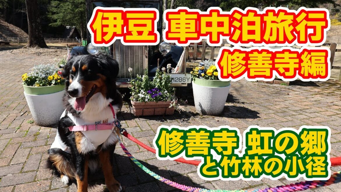 大型犬と伊豆 車中泊旅① 修善寺編