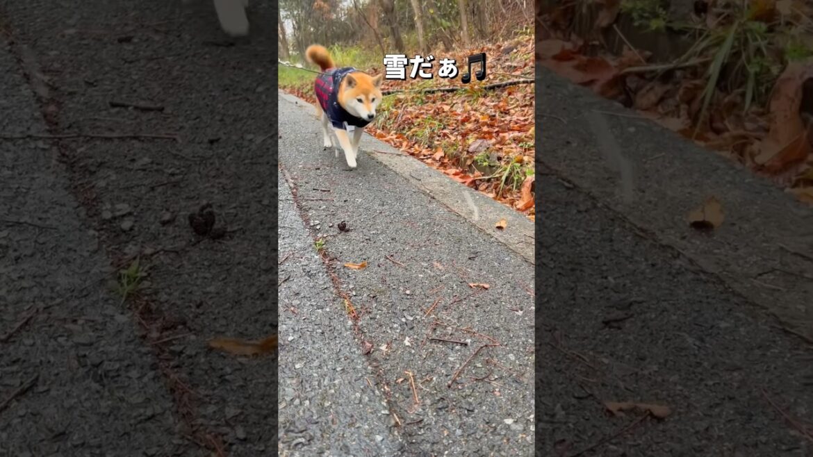 ダブルコートは強い🤣#柴犬 #チワワ が#shorts