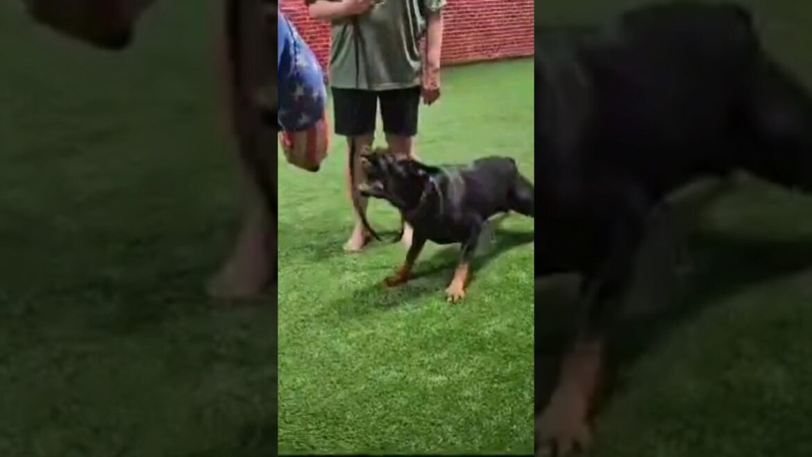 Aggressive Rottweiler Before and After!