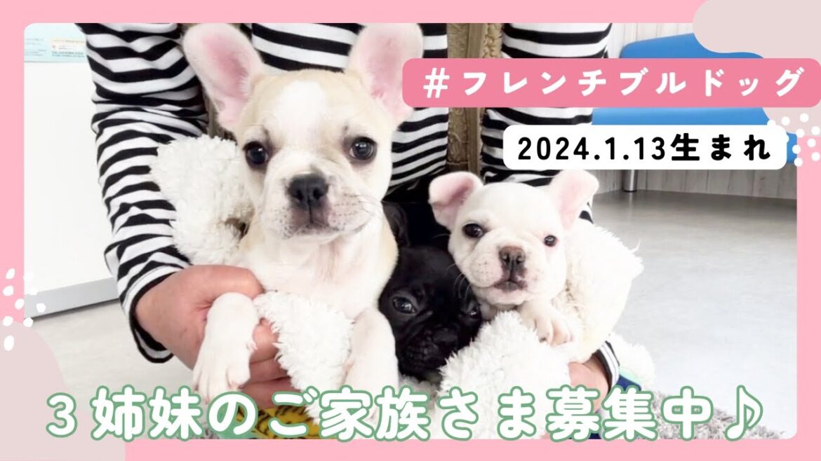 【ご家族募集中です】2024.1.13生まれ フレンチブルドッグの3姉妹です♪ 【ご家族募集中です】2024.1.13生まれ フレンチブルドッグの3姉妹です♪