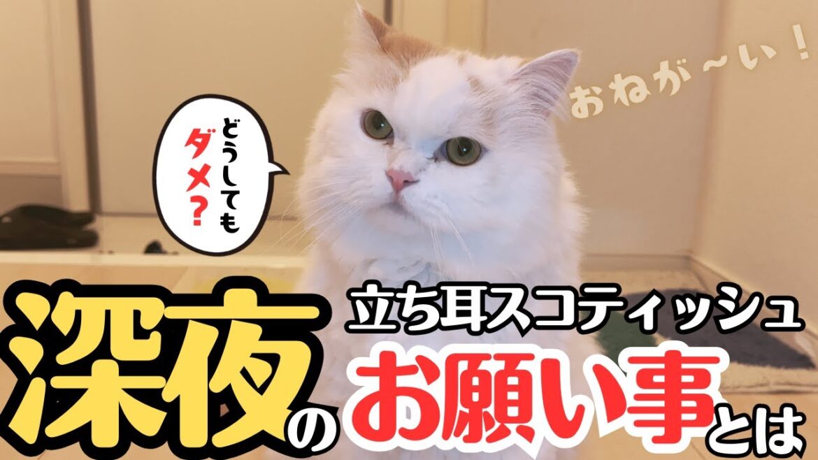 【深夜0時の攻防】立ち耳スコティッシュのお願い事とは？？
