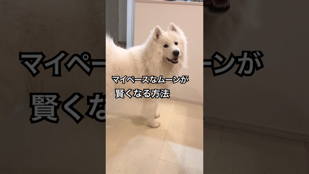 サモエドさんが急に賢くなるのですが、、#サモエド #サモエドスマイル ＃ムーン #犬のいる暮らし #大型犬  #もふもふムンしゃん