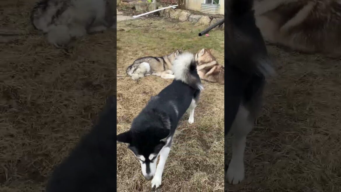 Yummy Dirt #alaskanmalamutes #malamutelovers #sleddogs Yummy Dirt #alaskanmalamutes #malamutelovers #sleddogs