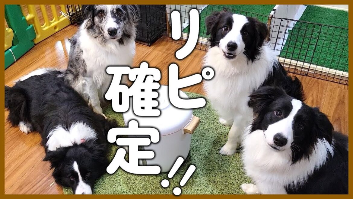 リピ間違いなし！男心くすぐる⁉高性能なフードストッカー♪【ボーダーコリー】
