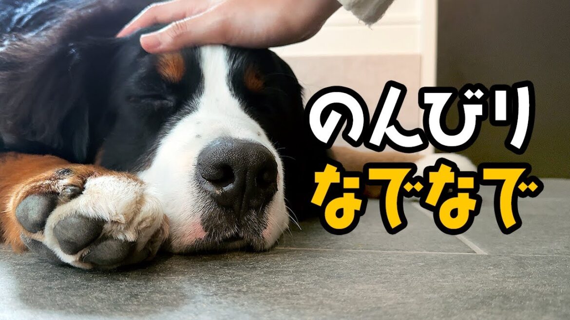 0歳8ヶ月のバーニーズをなでなでしてる気持ちになれる動画