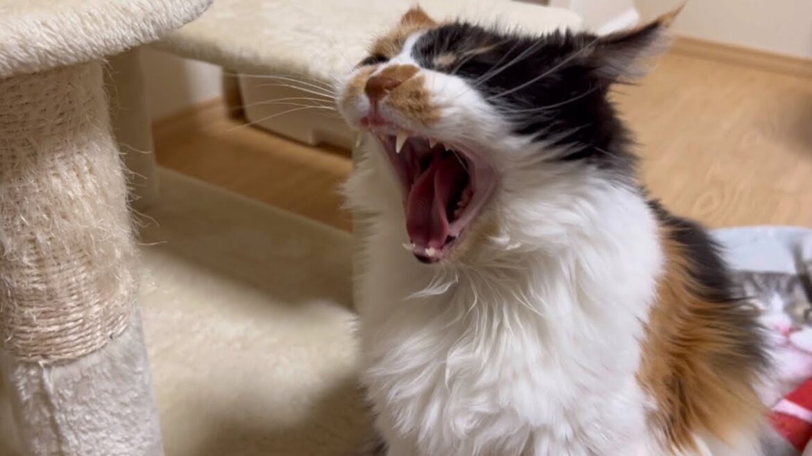 寝てたとこ起こされたパンクは犯人探しへ😾
