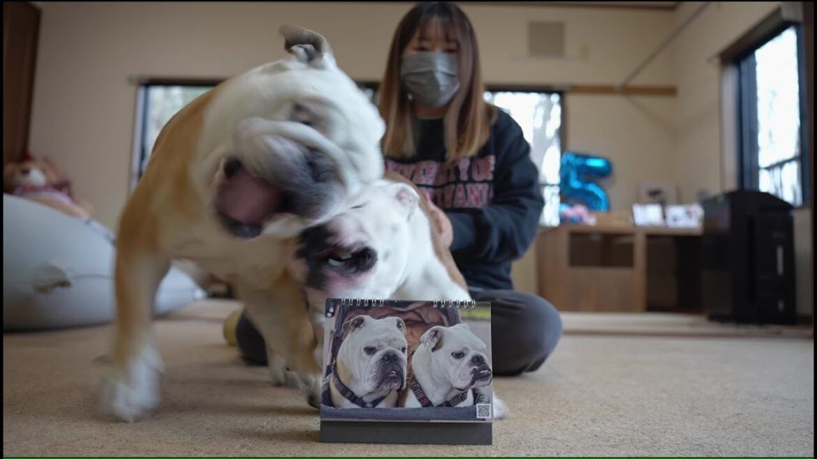 犬も奪い合いになるナイスなカレンダー作りました♪