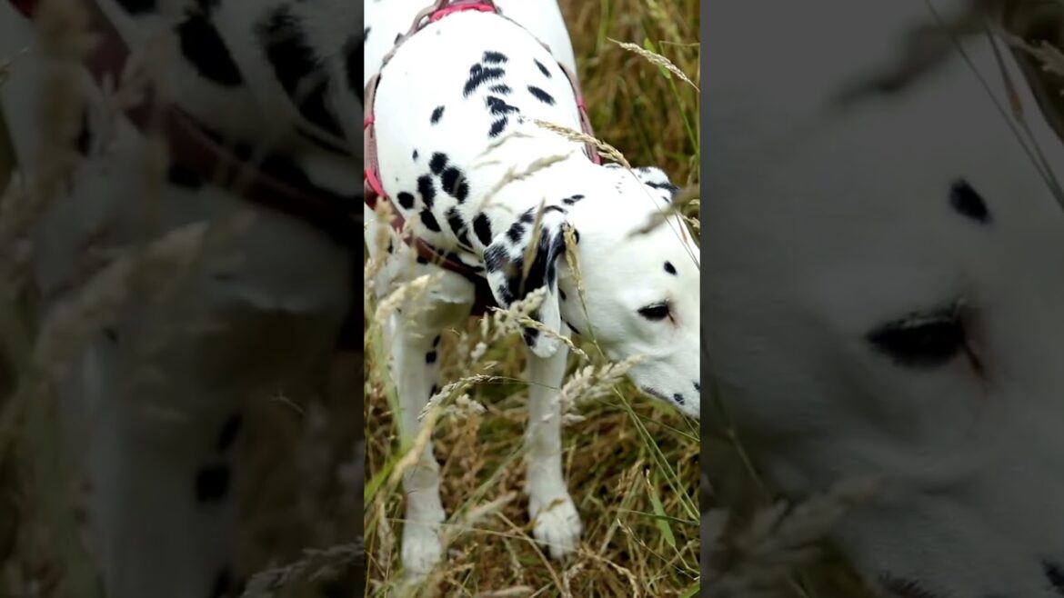 Dalmatians and Firefighters: A Historic Duo for Safety and Service