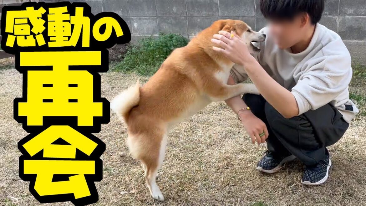 やっと会えた兄たんに泣きながら感情を爆発させる柴犬の姿に涙が溢れる
