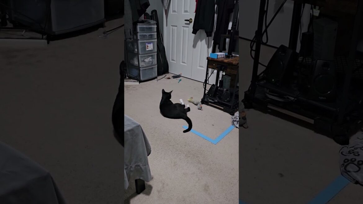 Meet our new cat Sylvester Meet our new cat Sylvester