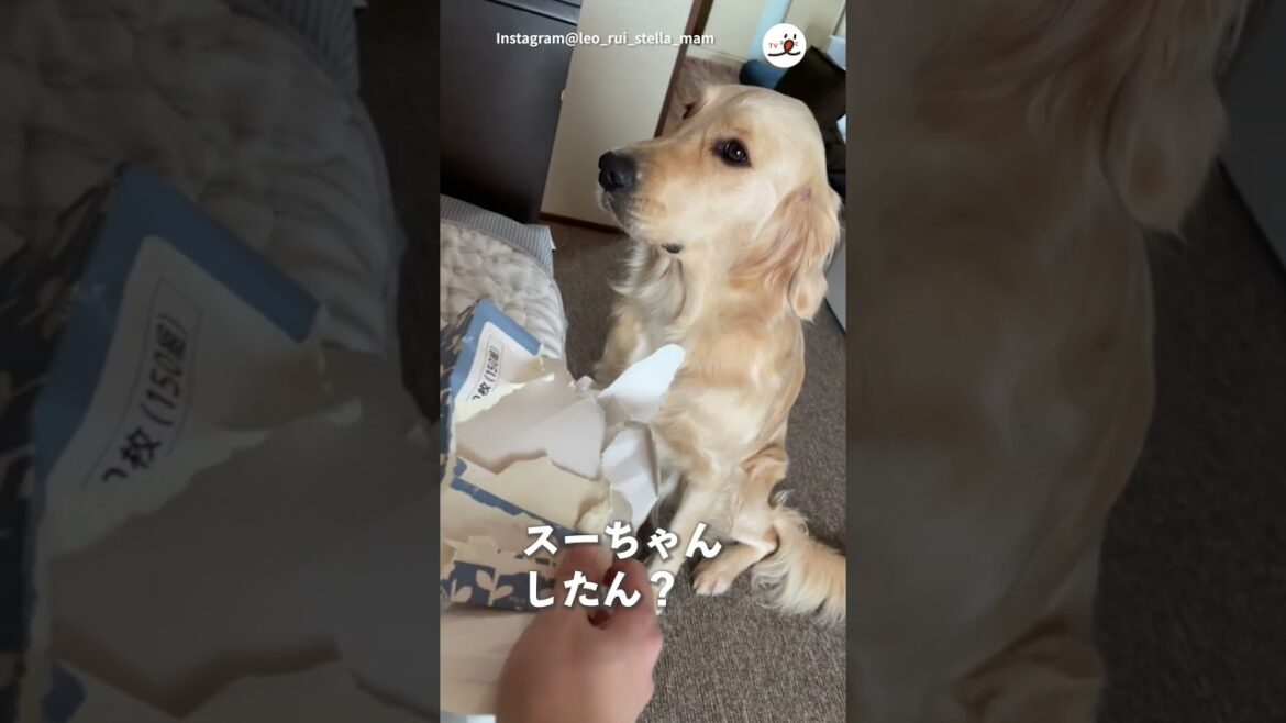 【ごめんなさい…】ちゃんと反省するワンコ｜PECO