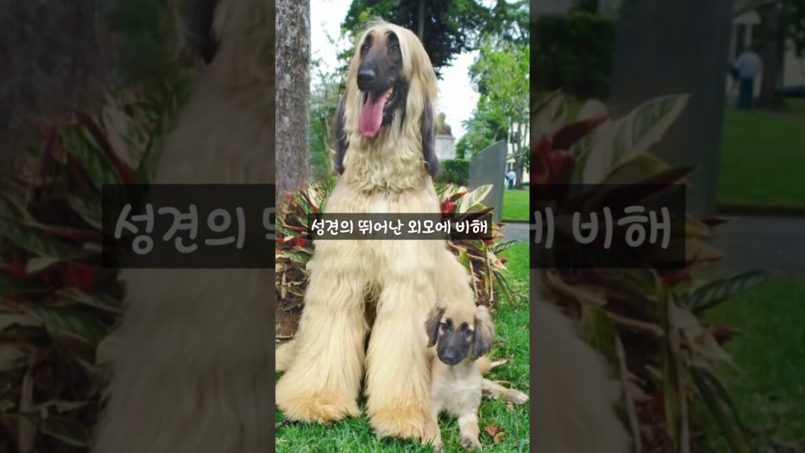 70km/h로 달리는 차를 따라 달리는 개가 있다? #세계개의날 #개