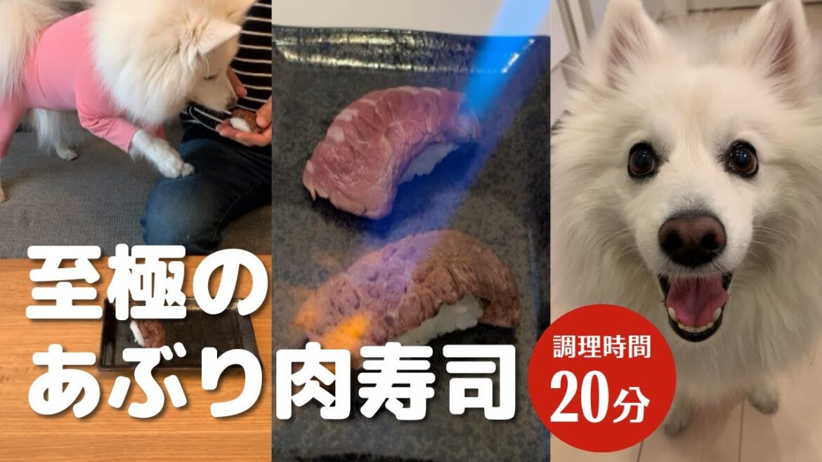 至極の手作り犬ご飯 だしの旨味が効いた炙り肉寿司 #やすまるだし公式アンバサダー #やすまるだし #PR #やすまる #日本スピッツ
