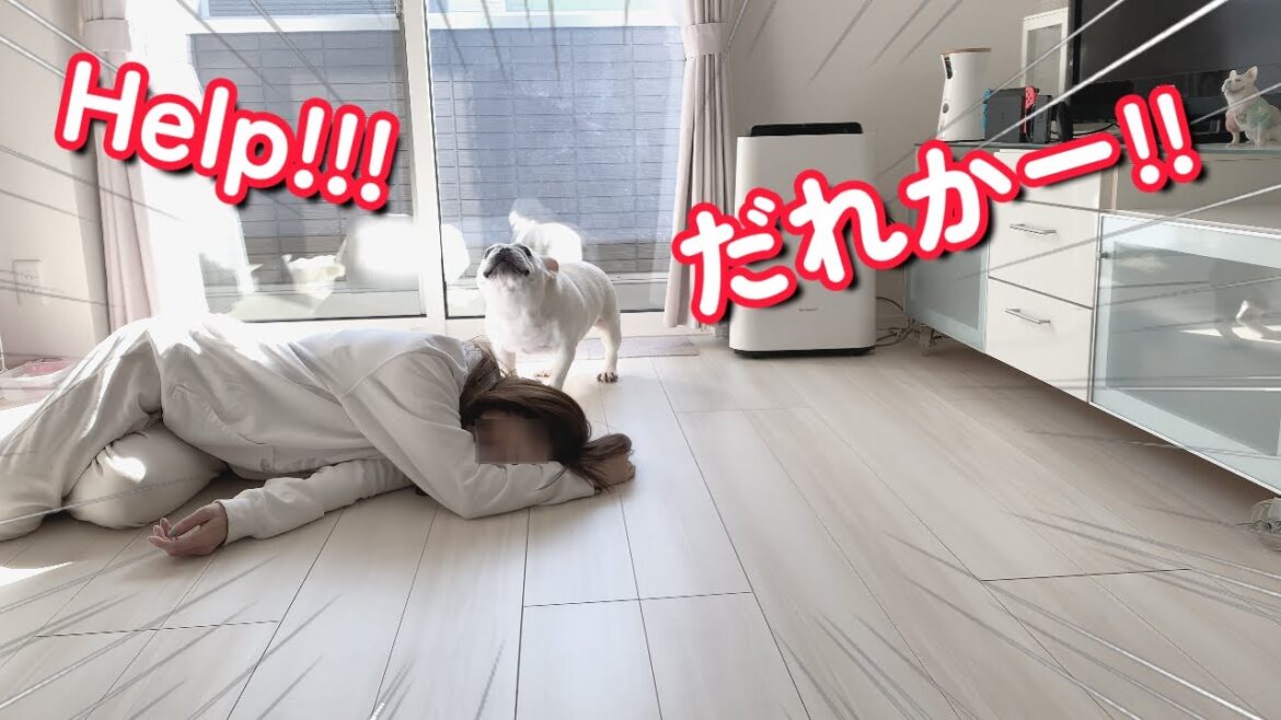 ピクリとも動かない飼い主に愛犬がとった行動とは…。笑い?涙?感動?【フレンチブルドッグ frenchbulldog】 ピクリとも動かない飼い主に愛犬がとった行動とは…。笑い?涙?感動?【フレンチブルドッグ frenchbulldog】