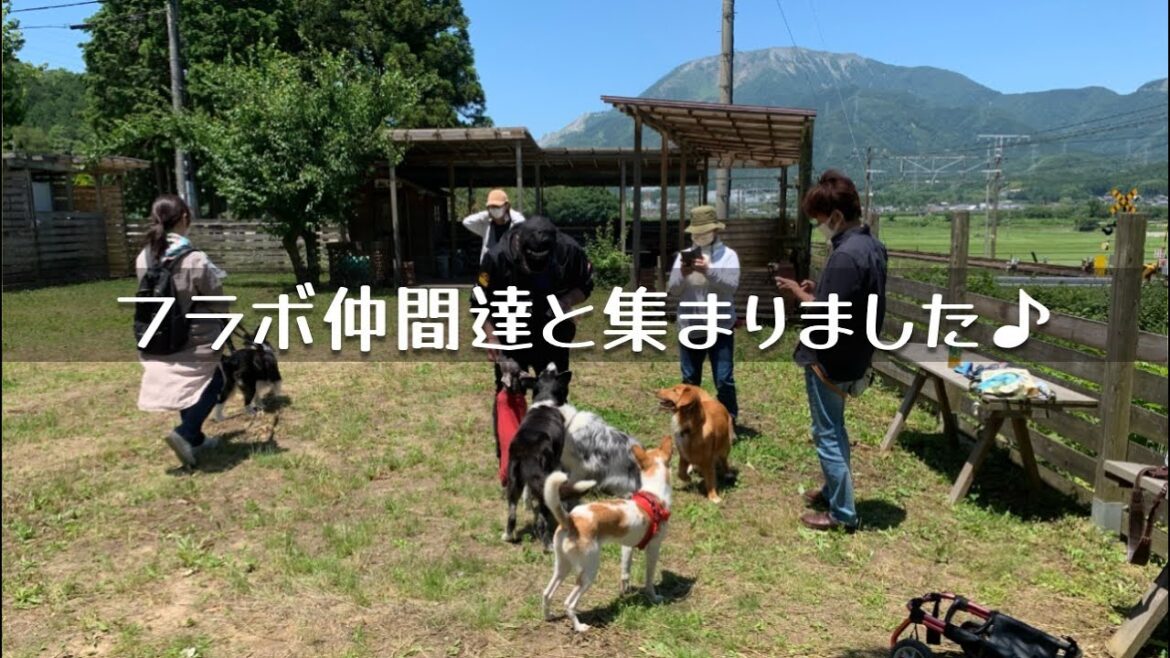 久しぶりの仲間達と集まりました♪ コーイケルホンディエのテラとノバスコシアダックトーリングレトリバーのピコとの暮らし