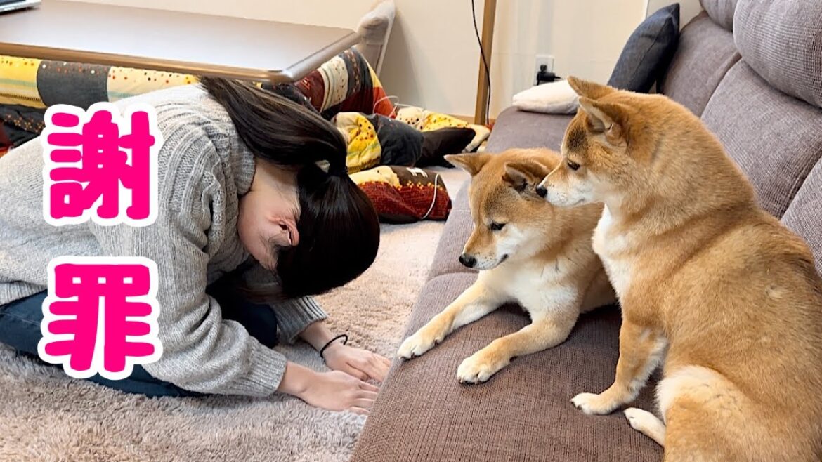 飼い主失格です。すみませんでした。