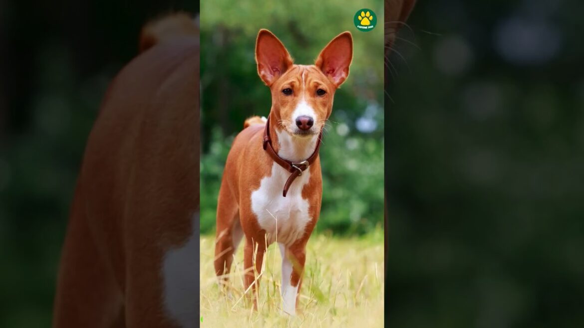 Basenji 🐶 The Unique Barkless Dog Breed 15/100 #PawsomeDogs