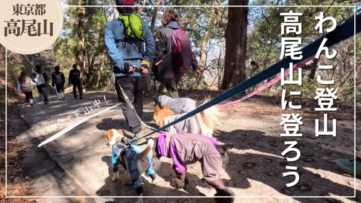 【犬と登山】高尾山をいろんなわんこたちと登ってきました！