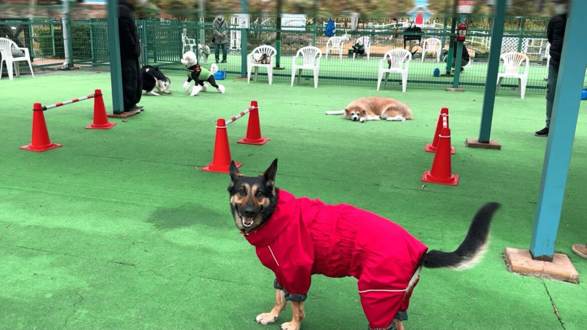 雨の日に屋根付きドッグランへ行ったら、ちょっと切ない結果になりました 雨の日に屋根付きドッグランへ行ったら、ちょっと切ない結果になりました
