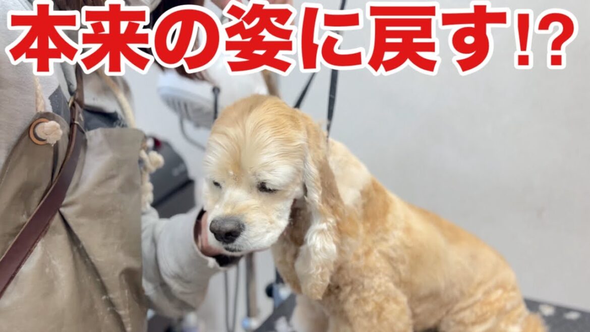 本来のアメリカンコッカースパニエルのスタイルに戻していきます！（ココちゃん）