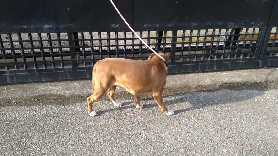 ボクサー 若い雌犬