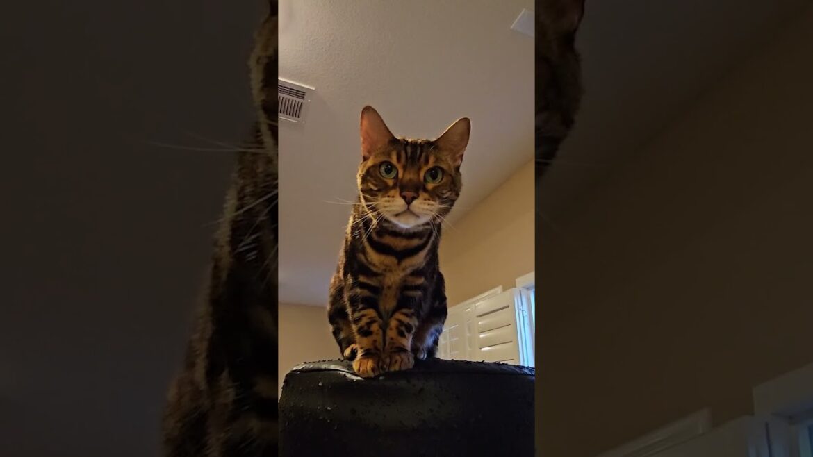 The Most Expensive Cat Tree #shorts