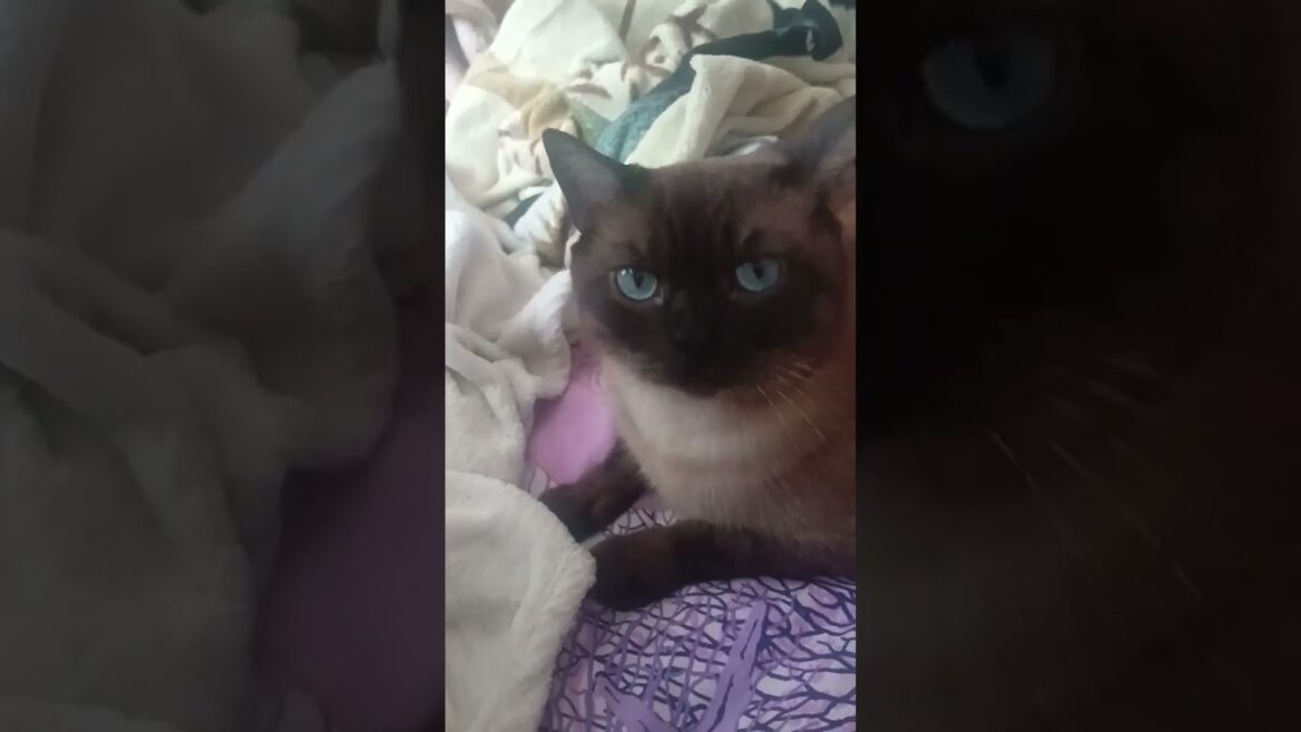 Переменчивый характер Сиамске #котики #cat #сиамске Переменчивый характер Сиамске #котики #cat #сиамске