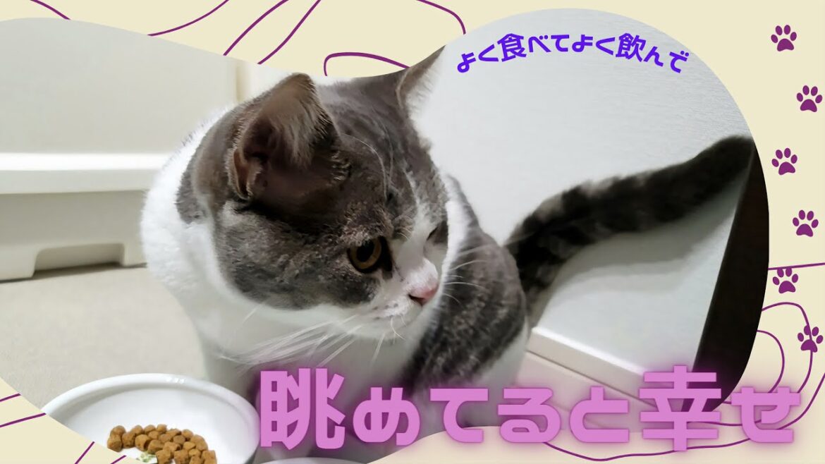 ただ猫が飲み食いするだけの動画。【Scottish Fold Kotarou&Kojirou】