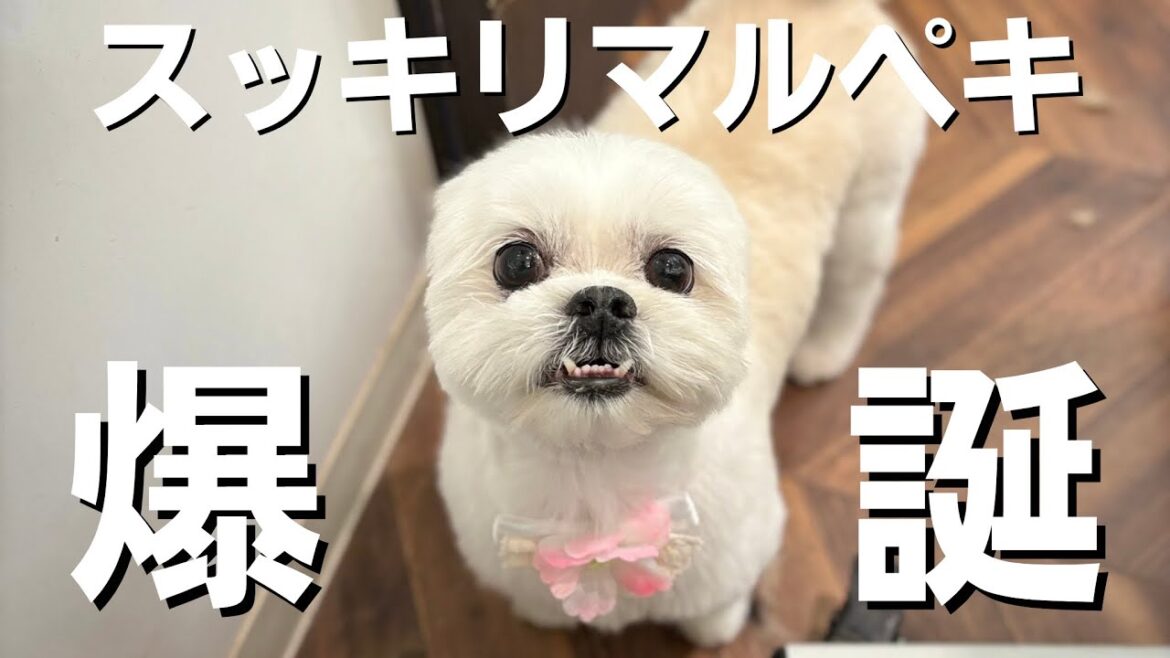 【トリミング】スッキリマルペキが今月も爆誕しました / マルチーズ×ペキニーズ 【トリミング】スッキリマルペキが今月も爆誕しました / マルチーズ×ペキニーズ