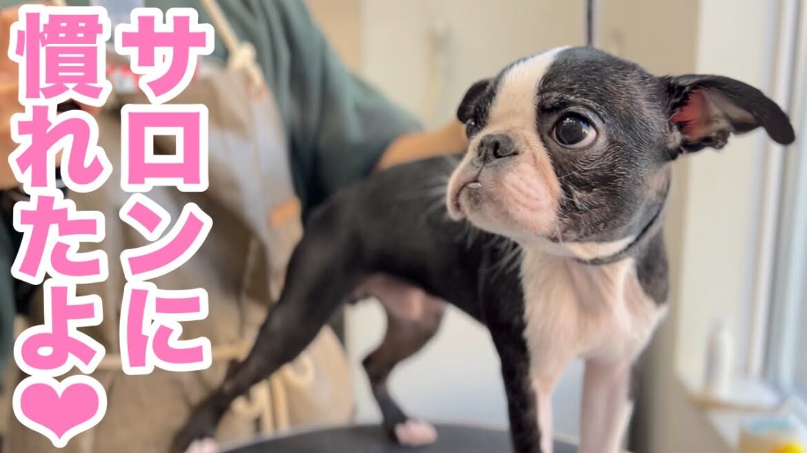 かわいいボストンテリアがサロンに慣れたよ♪（はちくん）