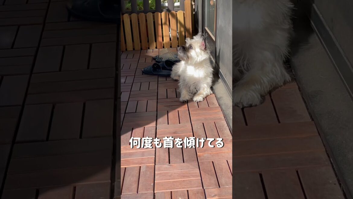 猛暑だけど、ベランダで日向ぼっこしたい、ケアーンパグのまめ。だけど、直ぐにお家にリターン。おいおい。