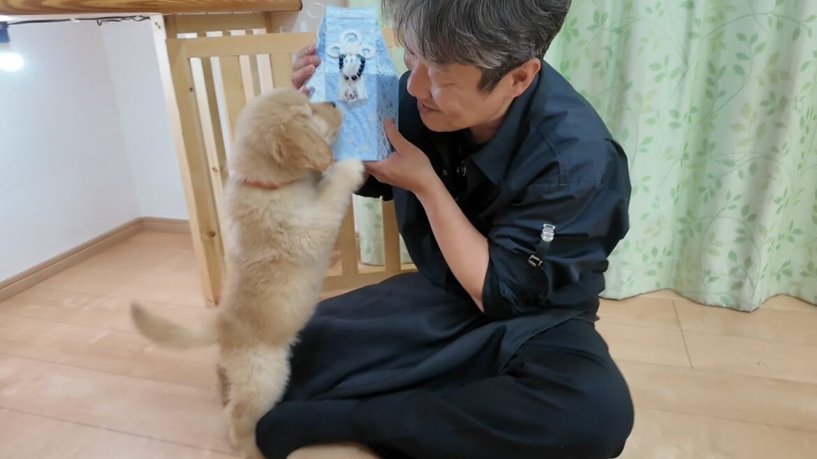 先代犬から教えられた事。忘れる事の出来ない大切な家族。【Golden Retriever japan】