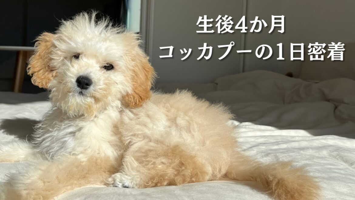 【コッカプー】生後4か月、子犬の暮らし1日に密着