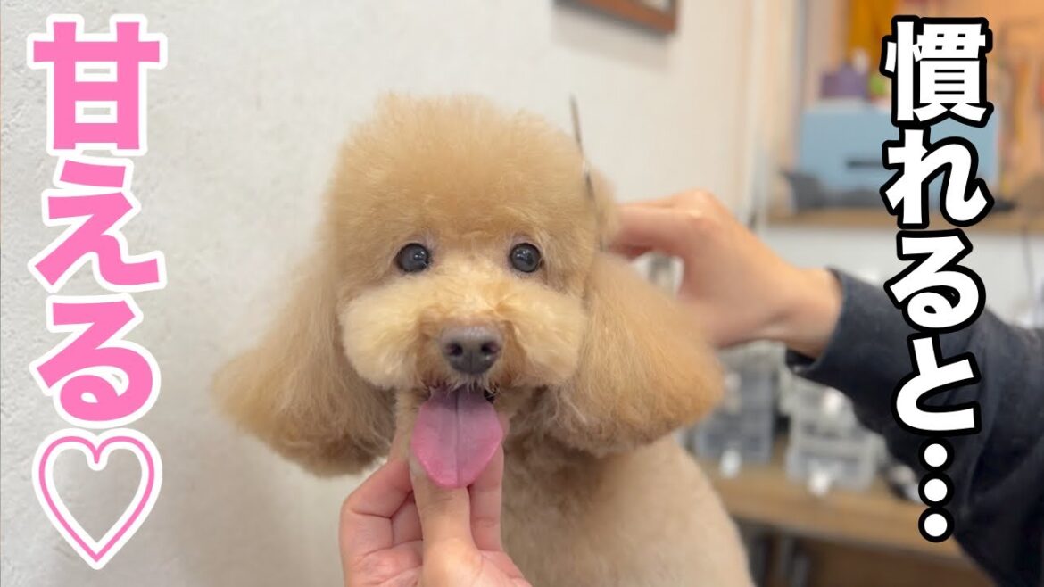 慣れると甘えてくれるかわいいトイプードル♡(くるみちゃん) 慣れると甘えてくれるかわいいトイプードル♡(くるみちゃん)